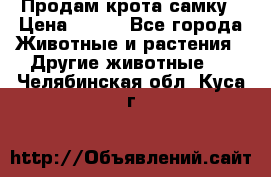 Продам крота самку › Цена ­ 200 - Все города Животные и растения » Другие животные   . Челябинская обл.,Куса г.